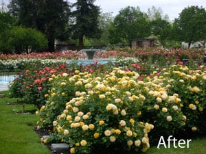 San Jose Rose Garden