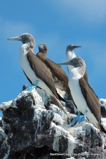 2011 Loreto Calendar Photo Contest 2011 Loreto Calendar Photo Contest