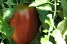 Taste Tomato Bay Area Taste Tomato Bay Area