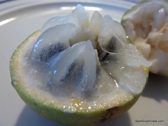 Starapple (also known as Cainito) Starapple (also known as Cainito)