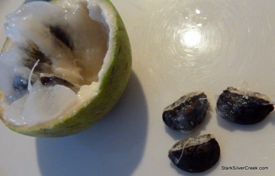 Star Apple Star Apple