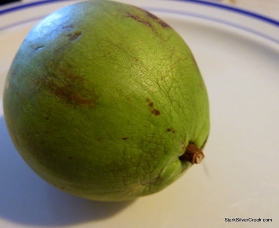 Starapple Cainito South Kona Fruit Stand Starapple Cainito South Kona Fruit Stand