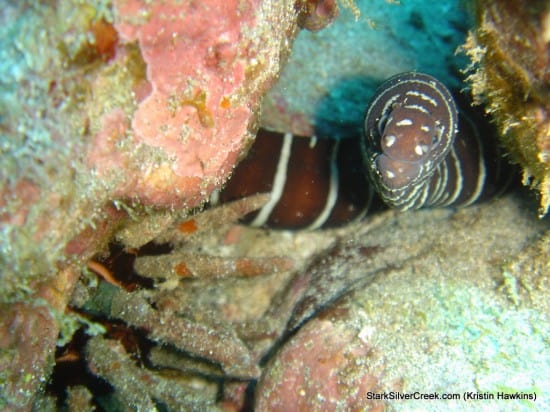 The Loreto Project The Loreto Project