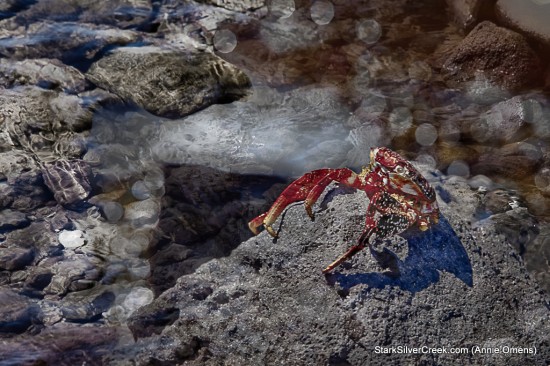 Crab on the Rocks Crab on the Rocks