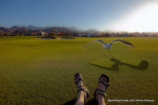 Feet with Bird Feet with Bird