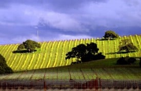 Winter with mustard rolling hills Winter with mustard rolling hills