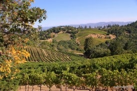 Mount Veeder vineyards pre-harvest Mount Veeder vineyards pre-harvest