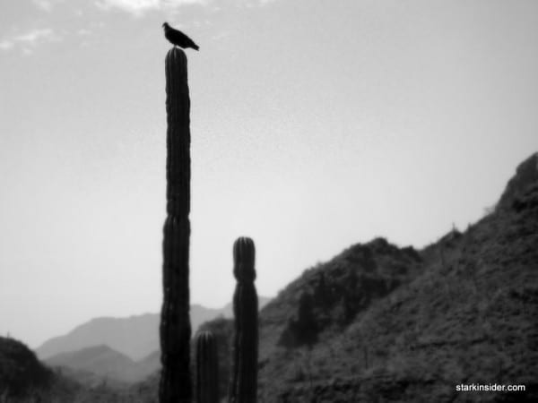 Vulture Vulture
