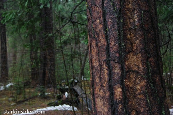 The Bark The Bark