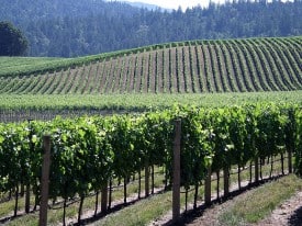 Anderson Valley vines Anderson Valley vines