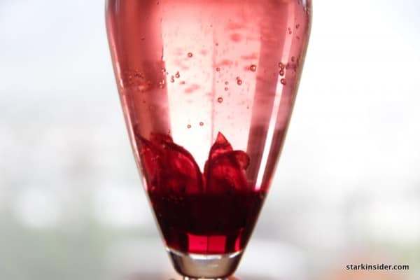Hibiscus Champagne Hibiscus Champagne