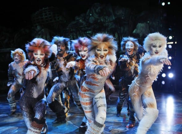 Cats Cats