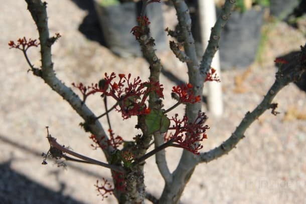 Loreto nursery Loreto nursery