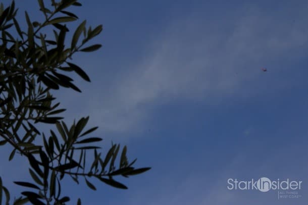 Olive Tree and a flight.