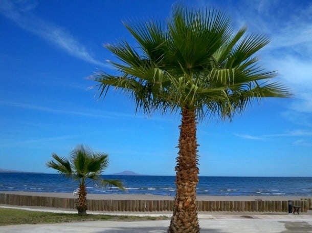 Palm Tree. Vacation. Ahhh... Palm Tree. Vacation. Ahhh...