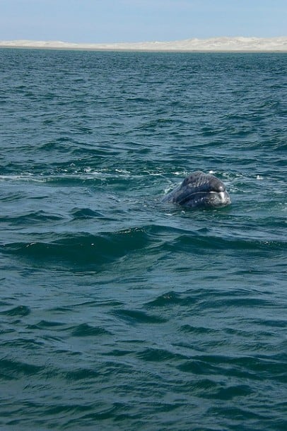 Whale