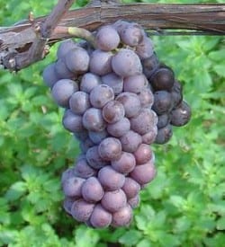 Pinot Gris Pinot Gris