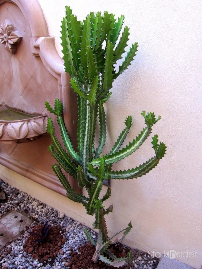 Desert garden cactus