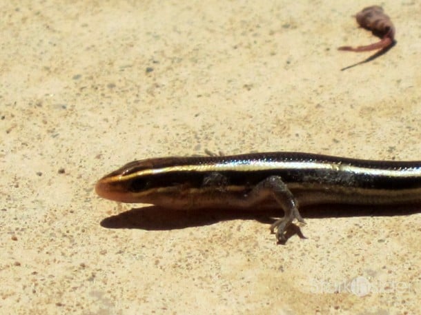 The genus Plestiodon are skinks (family Scincidae). They are secretive, agile animals with a cylindrical body covered with smooth, shiny scales.