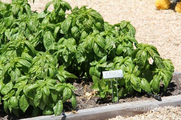 Basil Basil