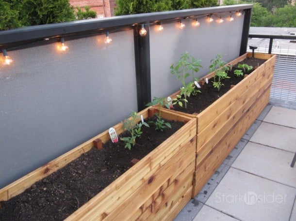 Vegetable Planter Box Plants