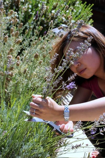 Harvesting lavender from my backyard. Harvesting lavender from my backyard.