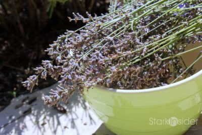 Harvested lavender Harvested lavender