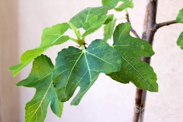 Edible Garden: Fig Tree Edible Garden: Fig Tree