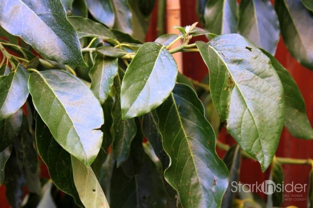 Edible Garden: Avocado Tree