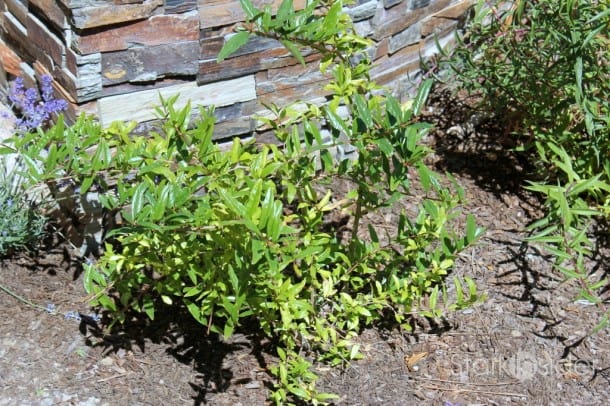 Edible Garden: Pomogranate