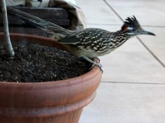 Road Runner