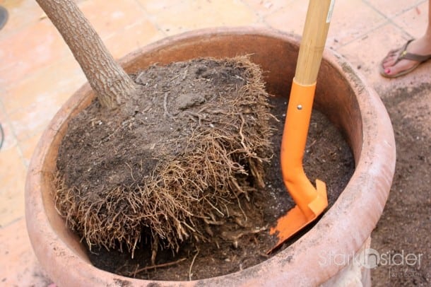 Root Pruning a Tree Root Pruning a Tree