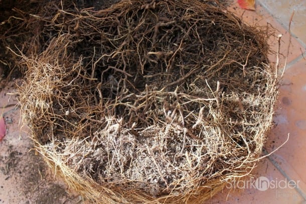 Root-Prune-Tree-in-Container-3