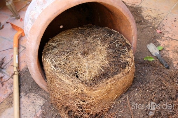Root-Prune-Tree-in-Container-5