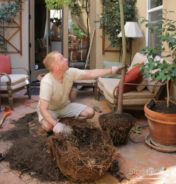 Root-Prune-Tree-in-Container-7