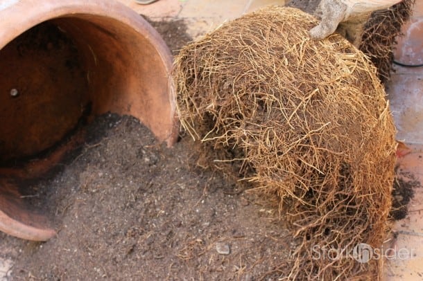 Root-Prune-Tree-in-Container-8