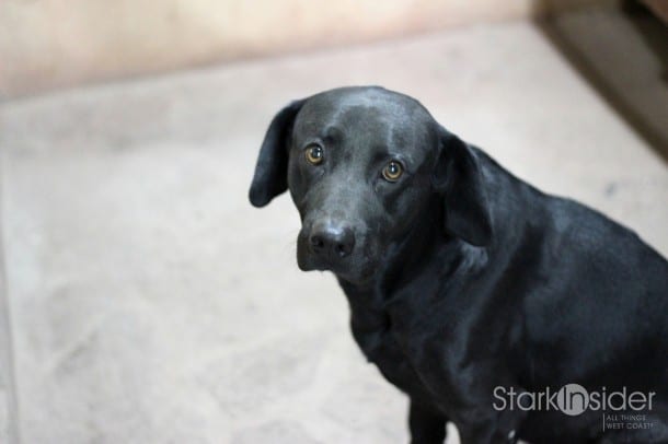 Loreto Dogs Loreto Dogs