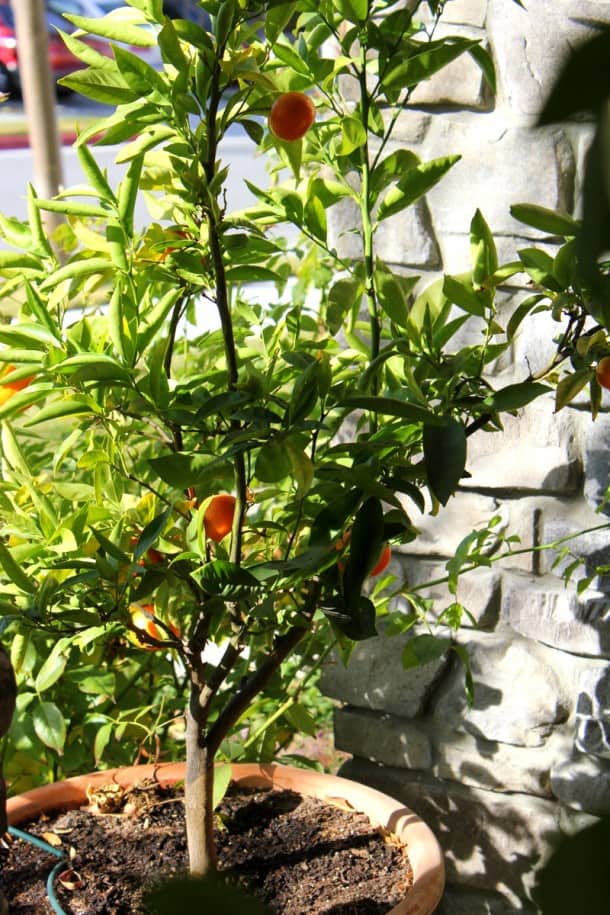 Dwarf-Citrus-Fruit-Trees-Lemons-Oranges-1