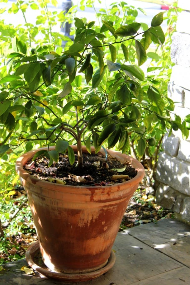 Dwarf-Citrus-Fruit-Trees-Lemons-Oranges