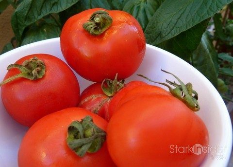 Tomatoes Vegetable Gardening with Loni