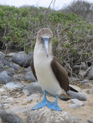 Galapagos Islands