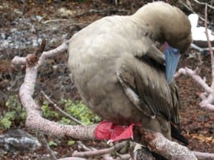 Galapagos Islands