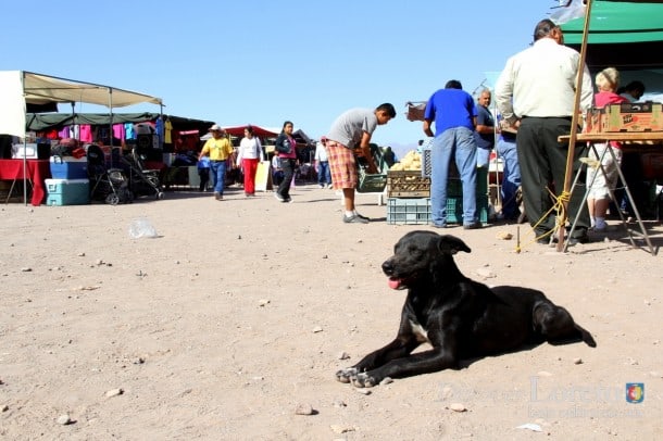 Farmers Market, Loreto Baja California Sur Loreto is for the dogs