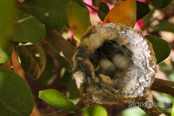 Hummingbird Nest Loreto, Baja California Sur