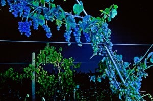Grapes at Night