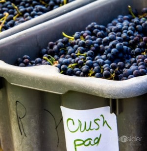 Napa Harvest Report 2012