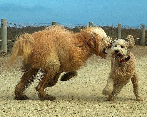 Wine Blog Poodles Wine Blog Poodles