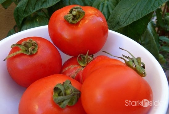fresh-tomatoes-planter-box