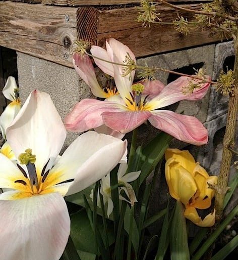 La Conner, Washington - Travel Tips I loved these scraggly tulips