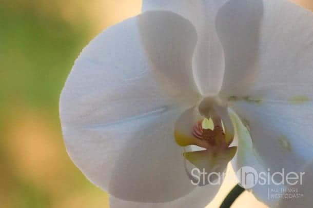 Canon EOS 70D Photo with 100mm - Orchid Canon EOS 70D Photo with 100mm - Orchid